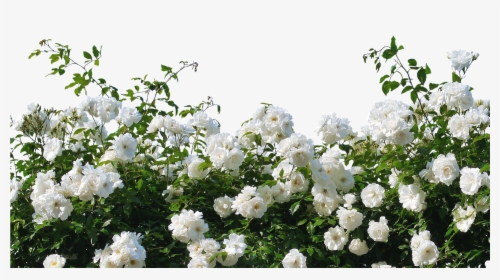 Detail Flowering Shrub Png Nomer 39