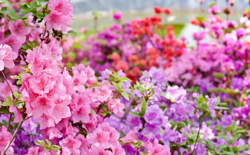 Detail Flowering Shrub Png Nomer 46