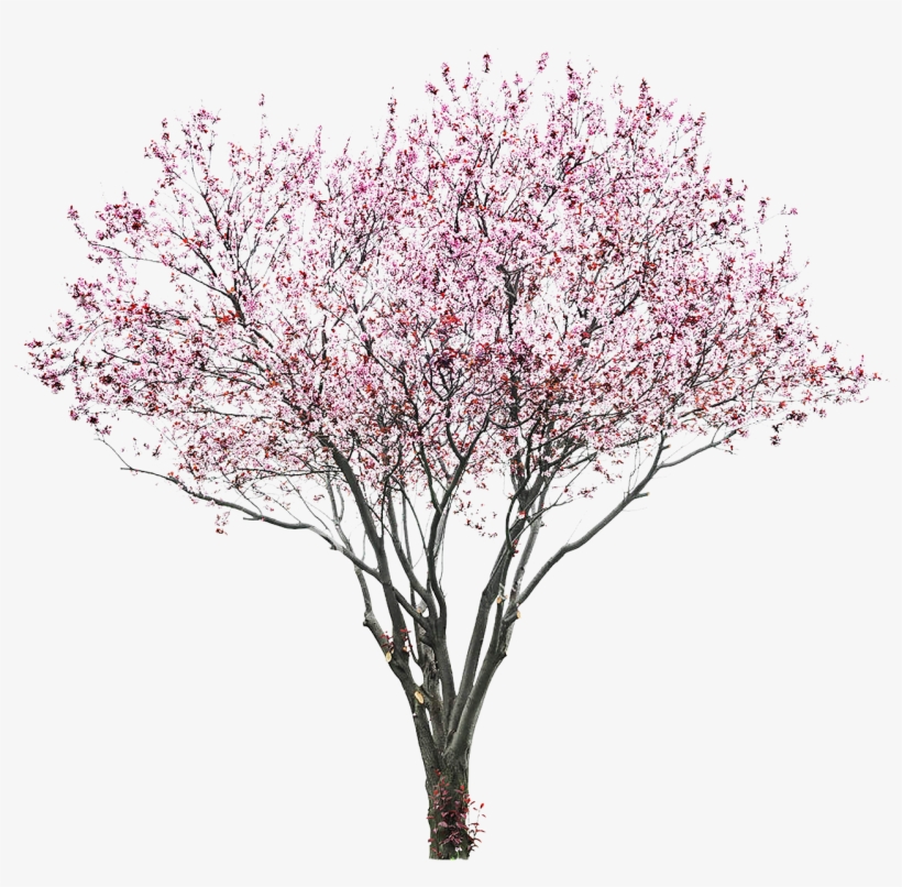 Detail Flowering Tree Png Nomer 14