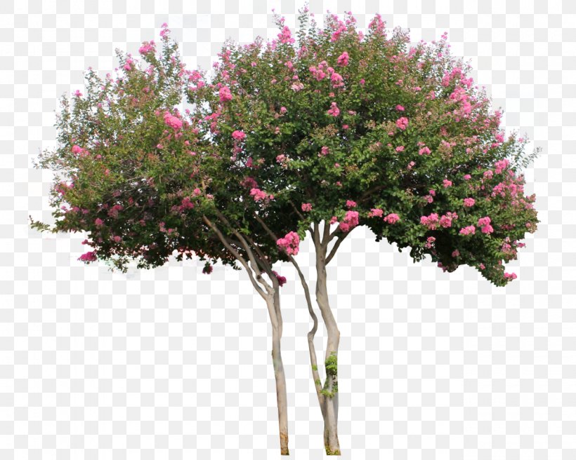Detail Flowering Tree Png Nomer 16