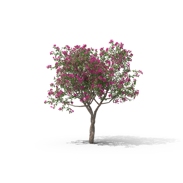 Detail Flowering Tree Png Nomer 24