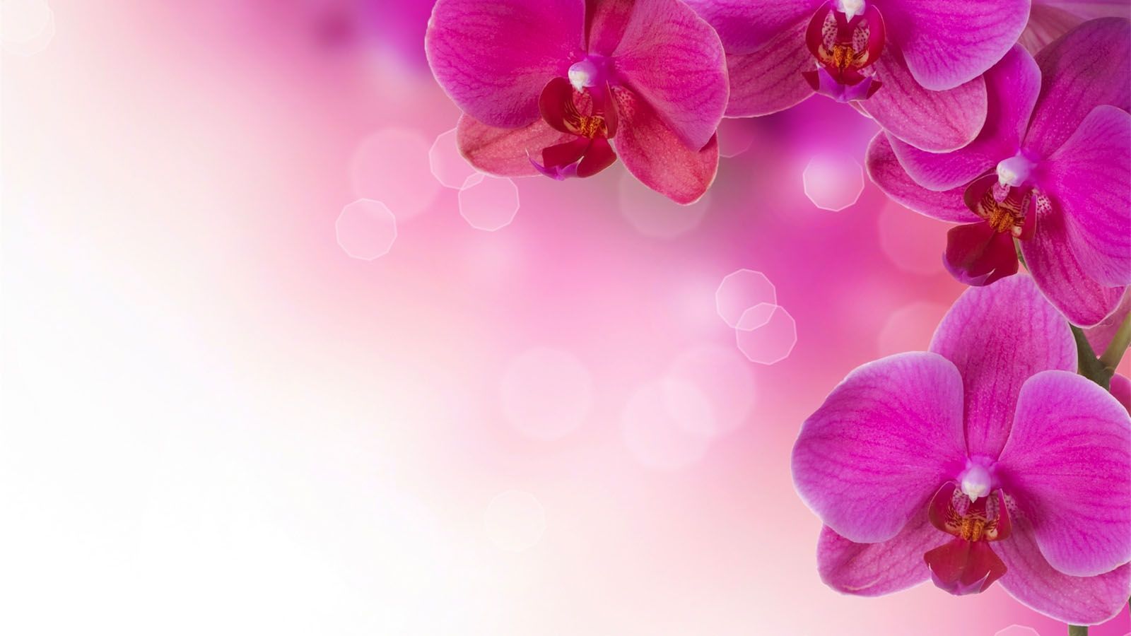 Detail Flowers Background Hd Nomer 11