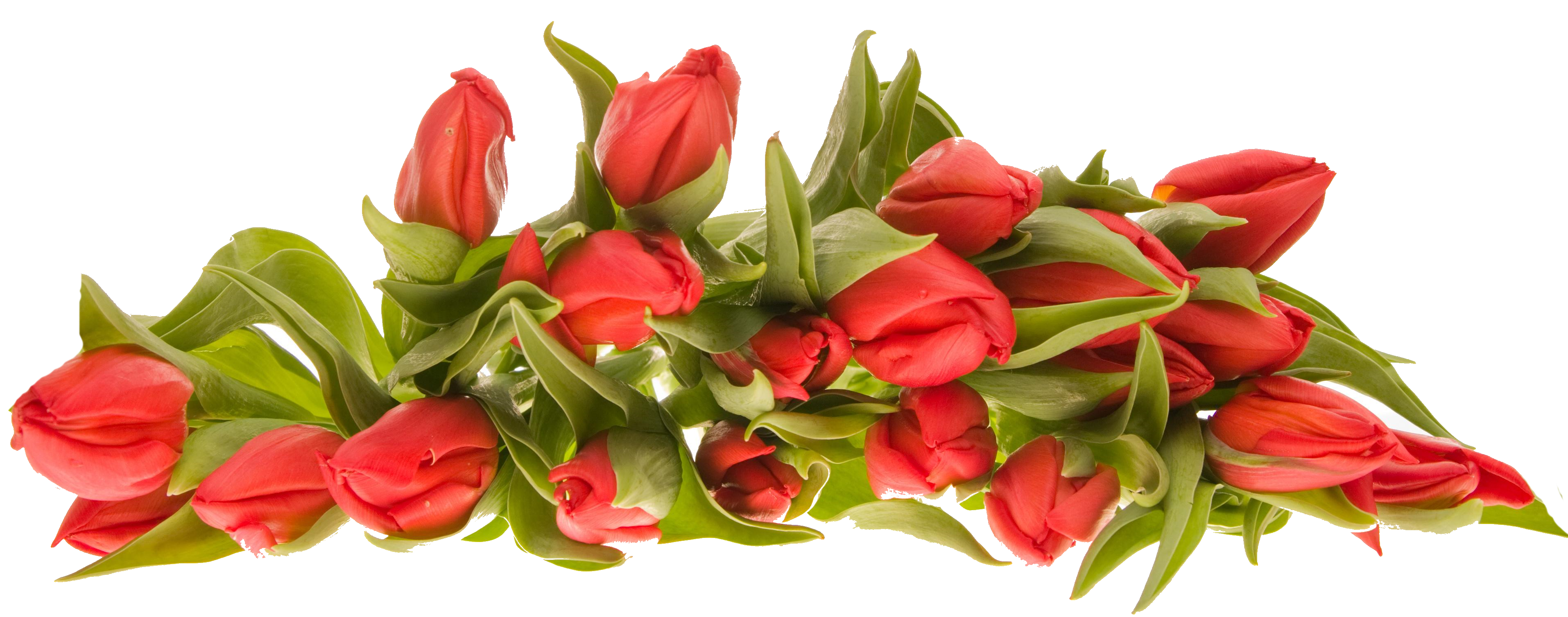 Detail Flowers Images Png Nomer 25