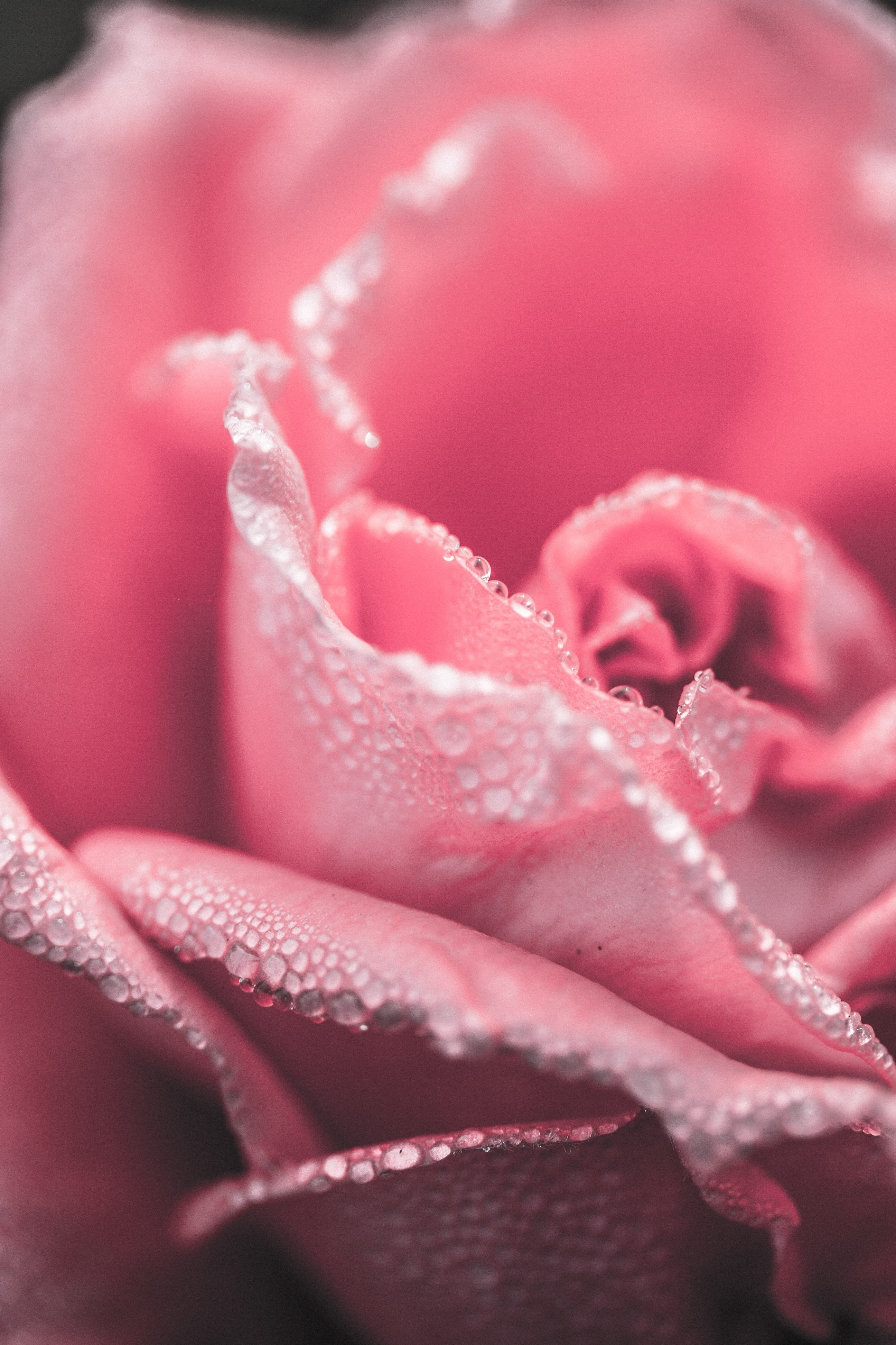 Detail Flowers Photos Download Nomer 32