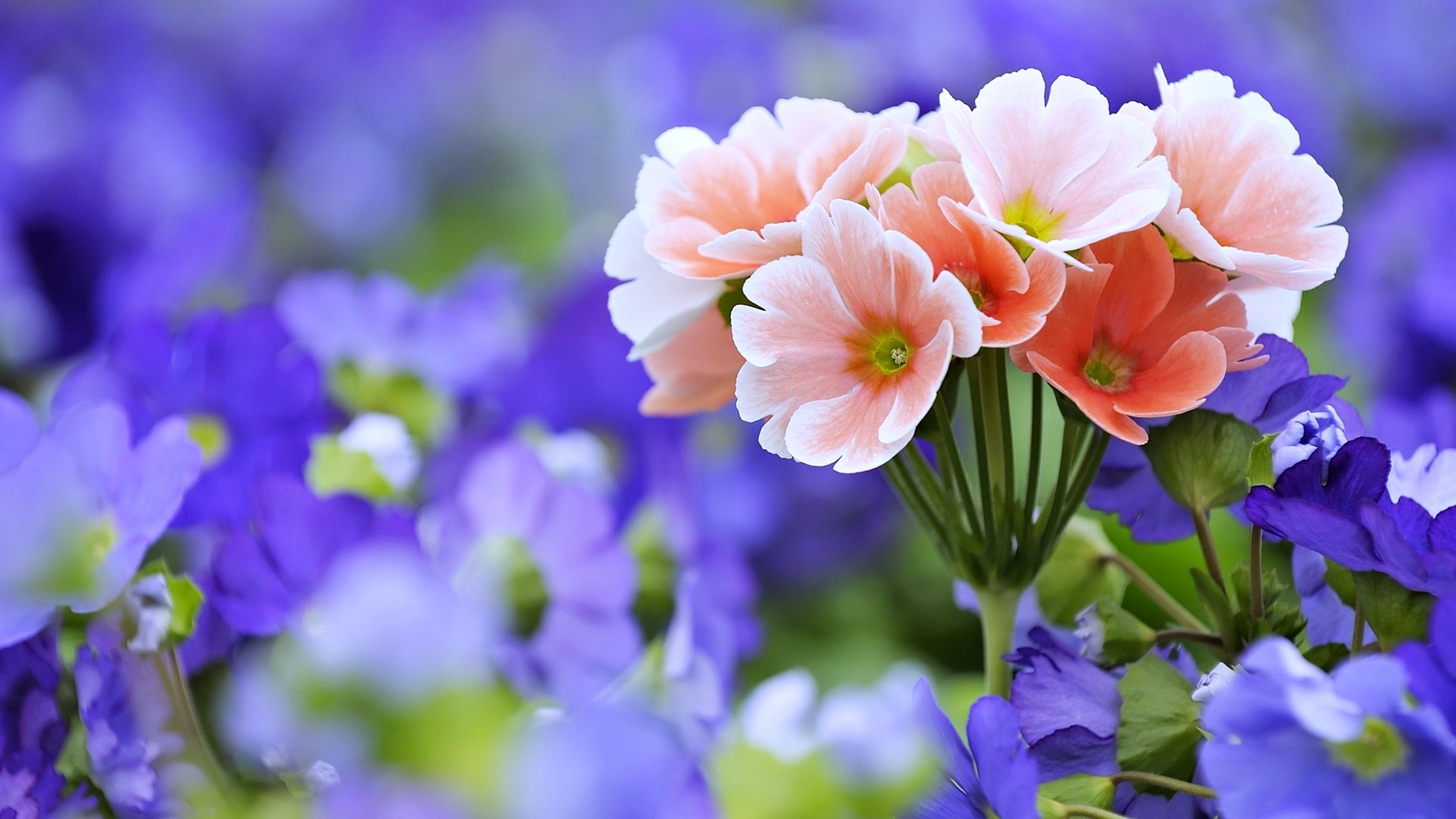 Detail Flowers Photos Download Nomer 42