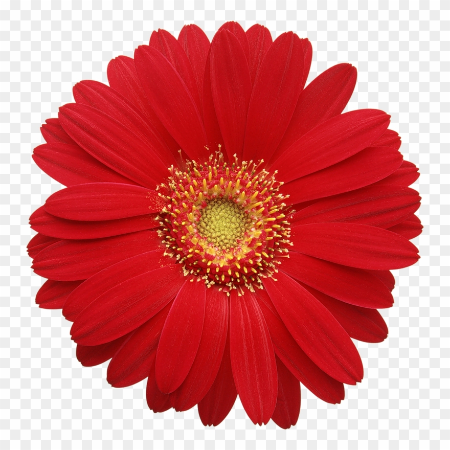 Detail Flowers Png Hd Nomer 31