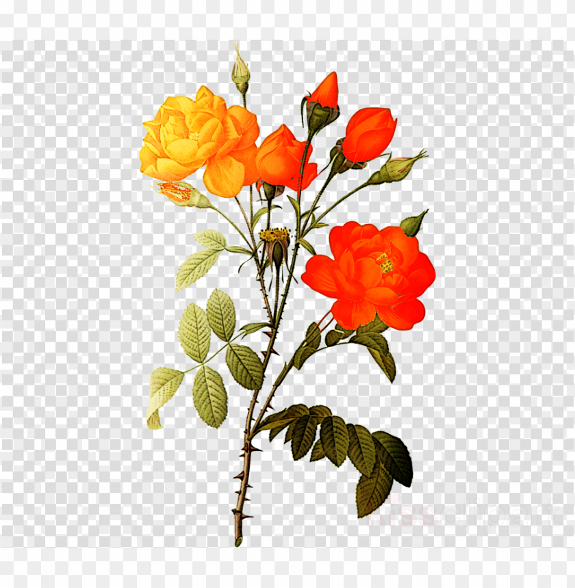 Detail Flowers Png Hd Nomer 46