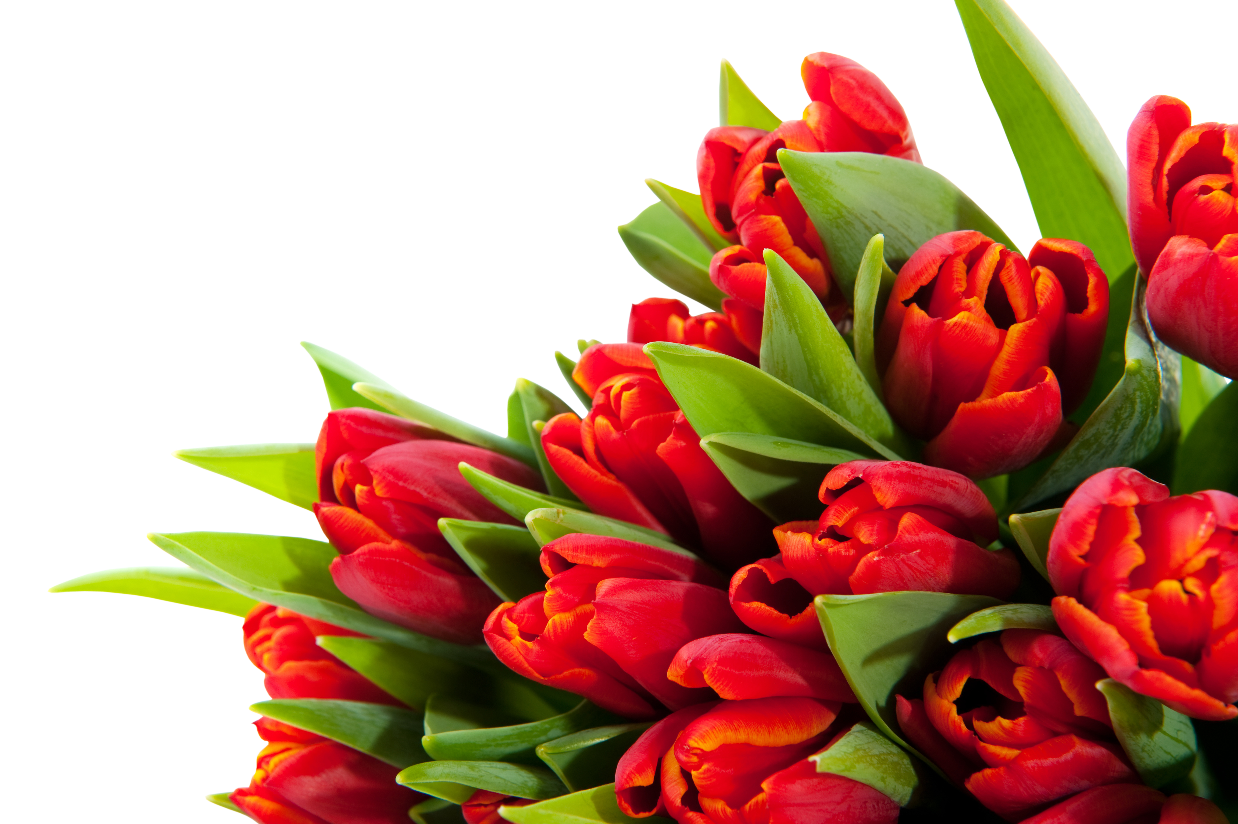 Detail Flowers Png Images Nomer 39