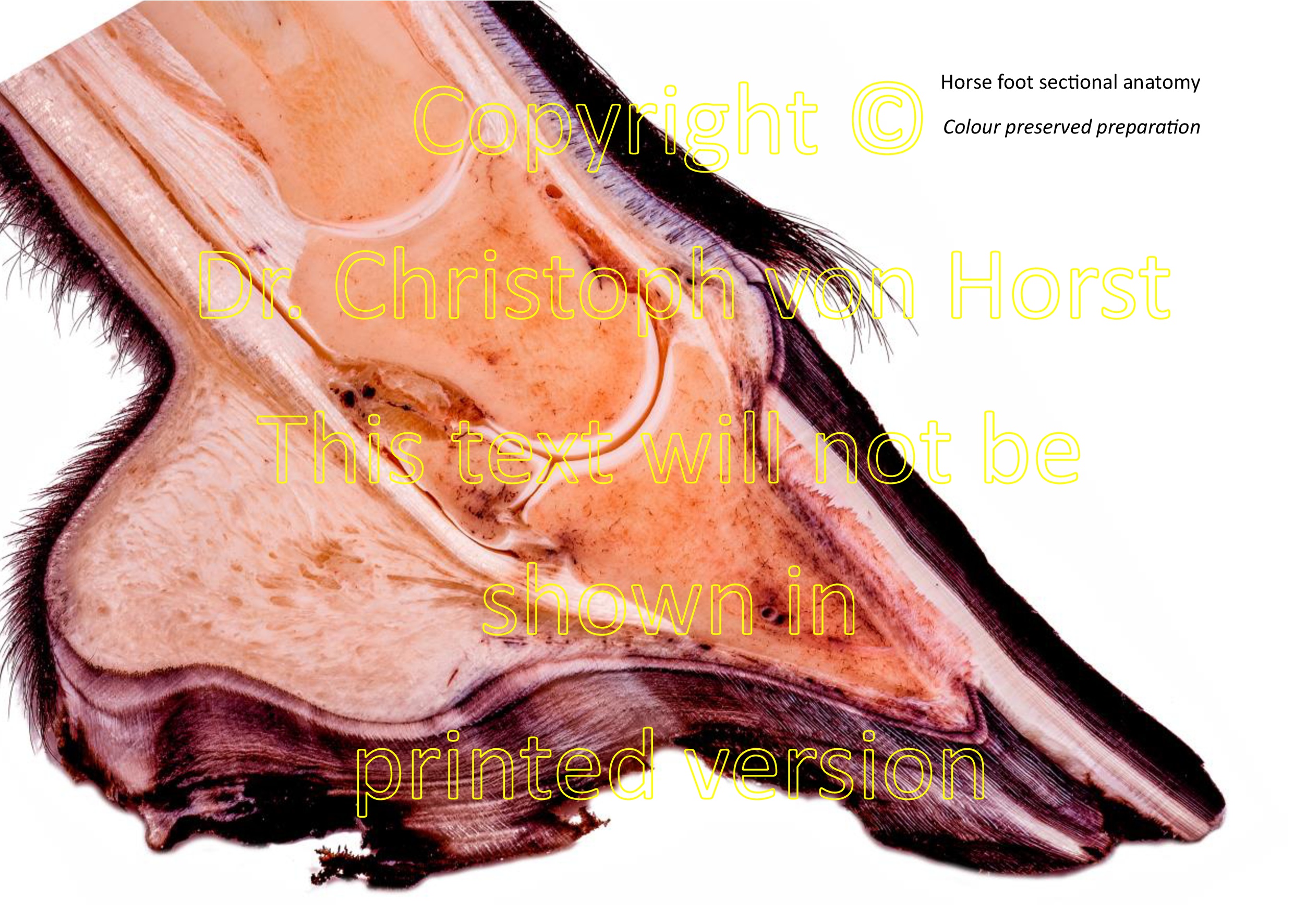 Detail Anatomie Des Pferdehufes Nomer 6