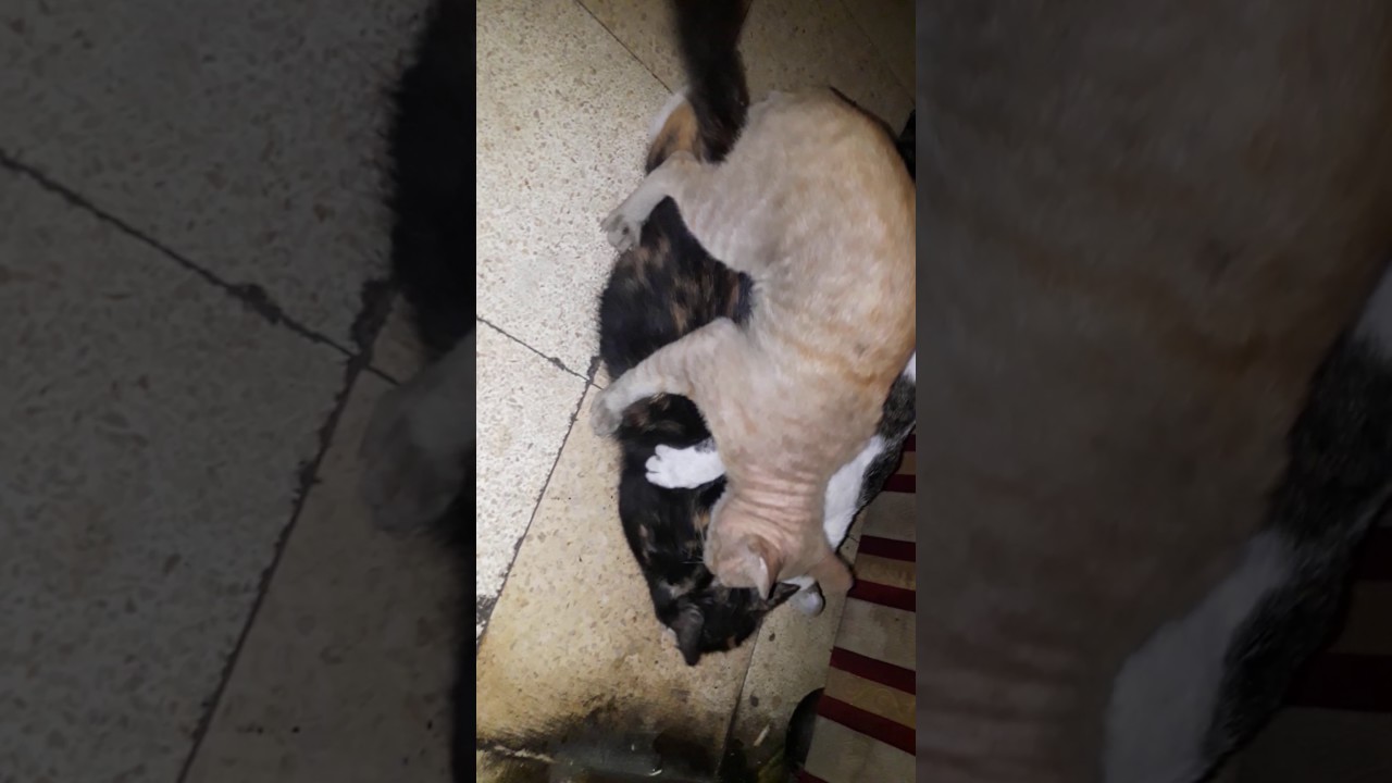 Detail Bagaimana Kucing Berkembang Biak Nomer 46