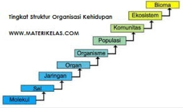 Detail Bagan Atau Skema Nomer 28