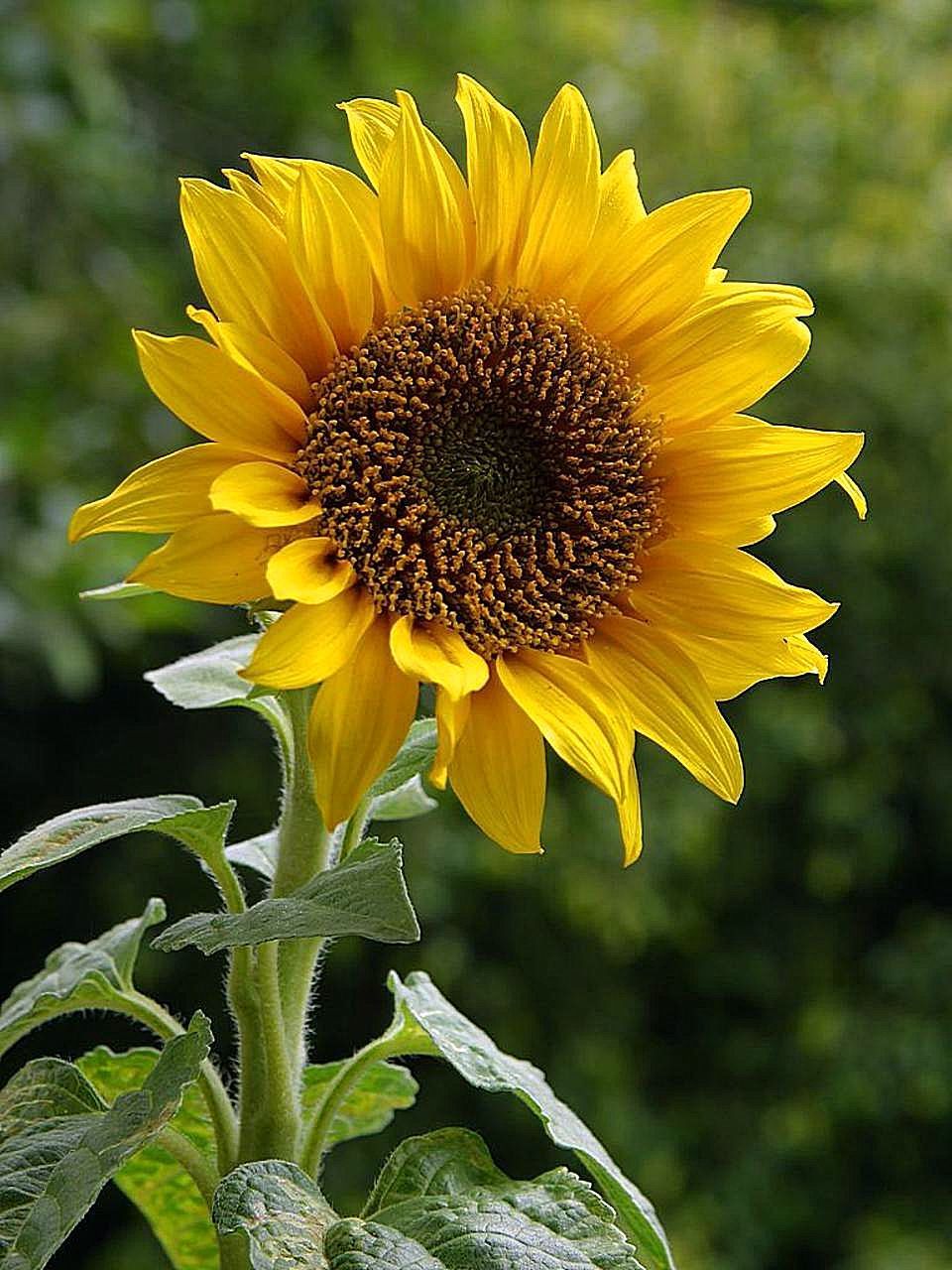 Detail Bagian Bagian Bunga Matahari Dan Gambarnya Nomer 2