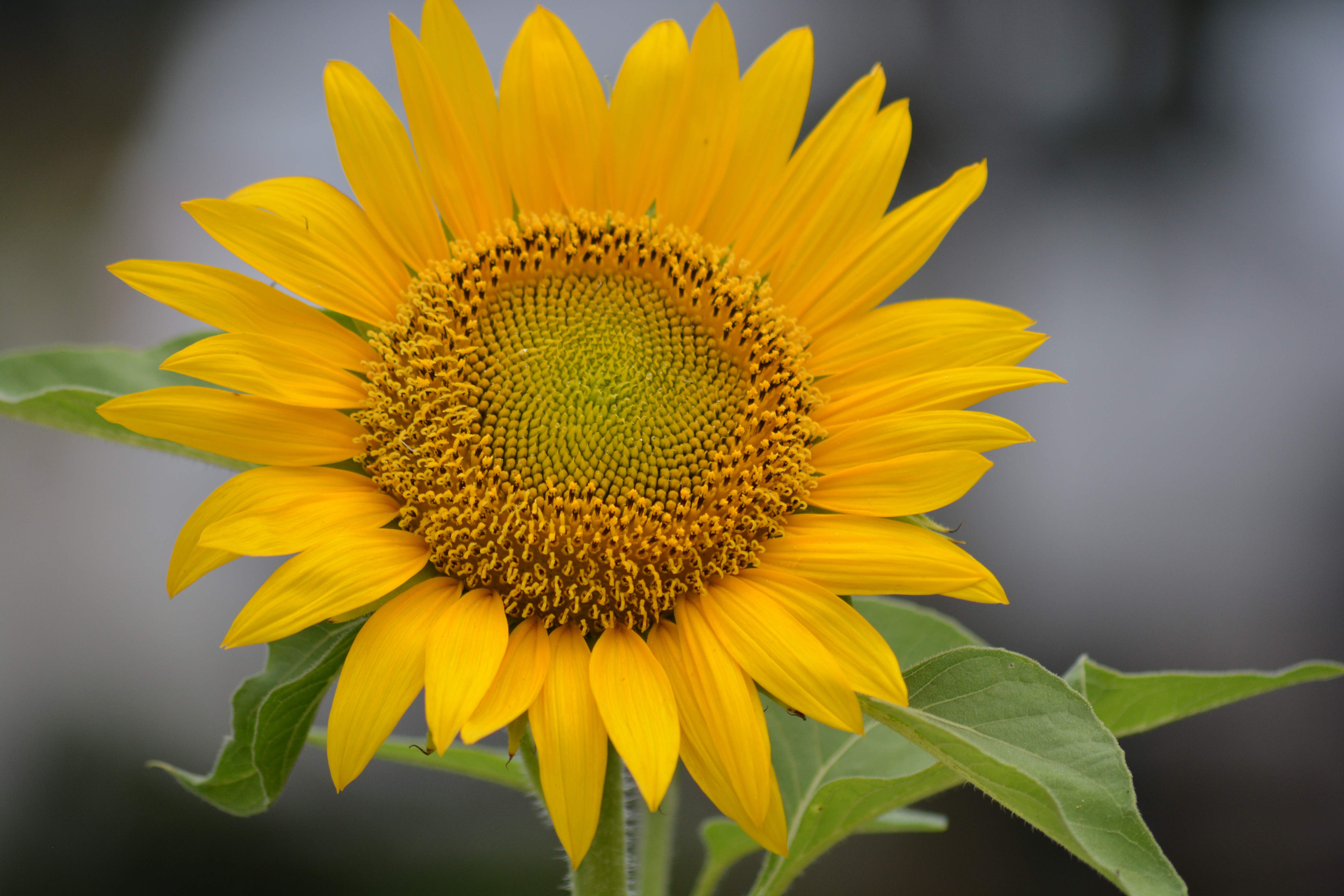 Detail Bagian Bagian Bunga Matahari Dan Gambarnya Nomer 15