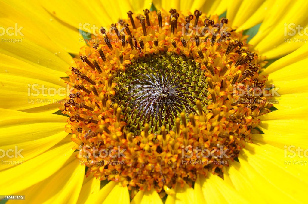 Detail Bagian Bagian Bunga Matahari Dan Gambarnya Nomer 54