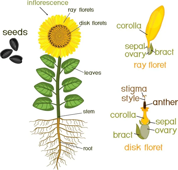 Detail Bagian Bagian Bunga Matahari Dan Gambarnya Nomer 8