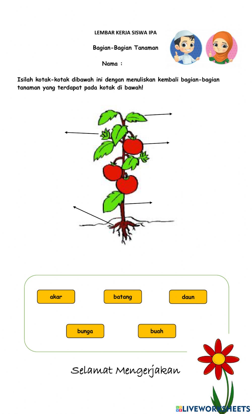 Detail Bagian Bagian Dari Tanaman Nomer 16