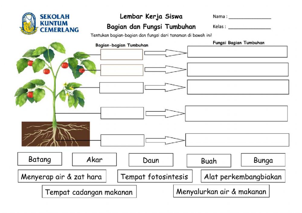 Detail Bagian Bagian Dari Tanaman Nomer 10