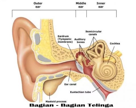 Detail Bagian Bagian Telinga Dan Gambarnya Nomer 11