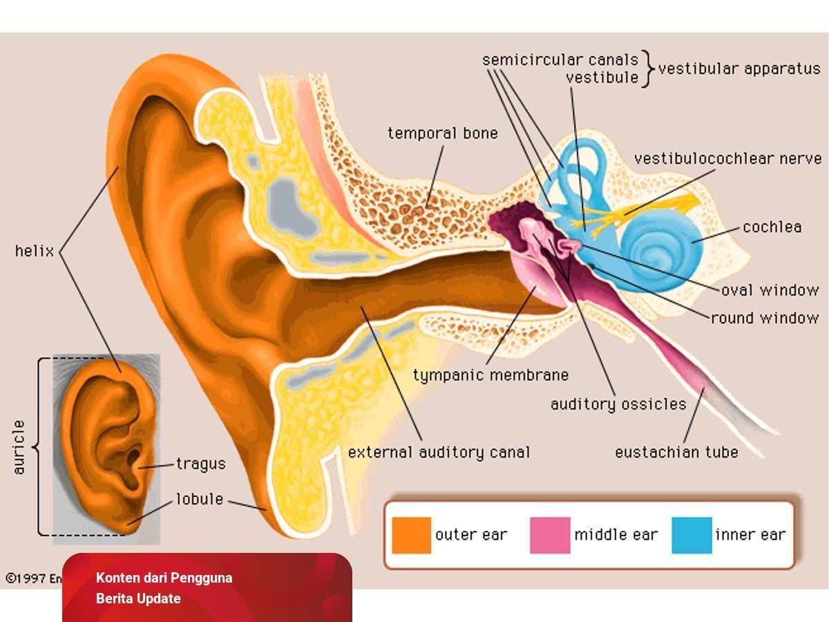 Detail Bagian Bagian Telinga Dan Gambarnya Nomer 26