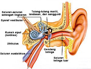 Detail Bagian Bagian Telinga Dan Gambarnya Nomer 37