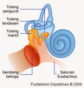 Detail Bagian Bagian Telinga Dan Gambarnya Nomer 42