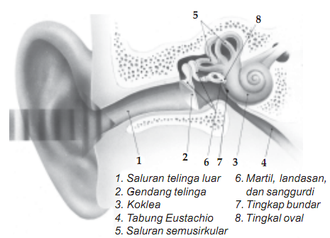 Detail Bagian Bagian Telinga Dan Gambarnya Nomer 50