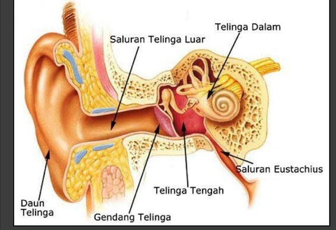 Detail Bagian Bagian Telinga Dan Gambarnya Nomer 9