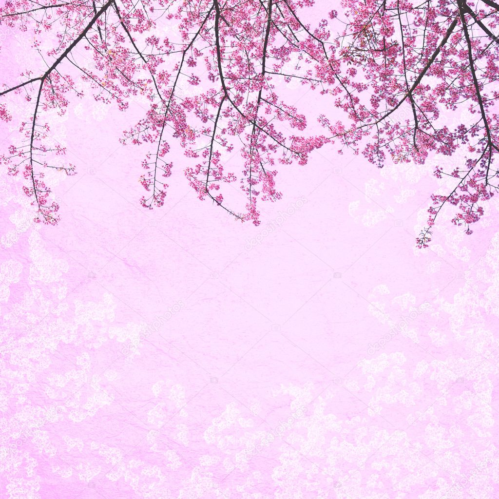 Baground Bunga Sakura - KibrisPDR
