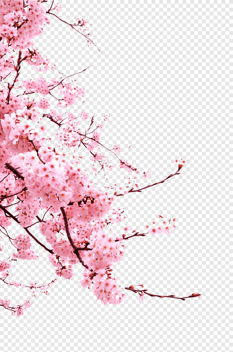 Detail Baground Bunga Sakura Nomer 47