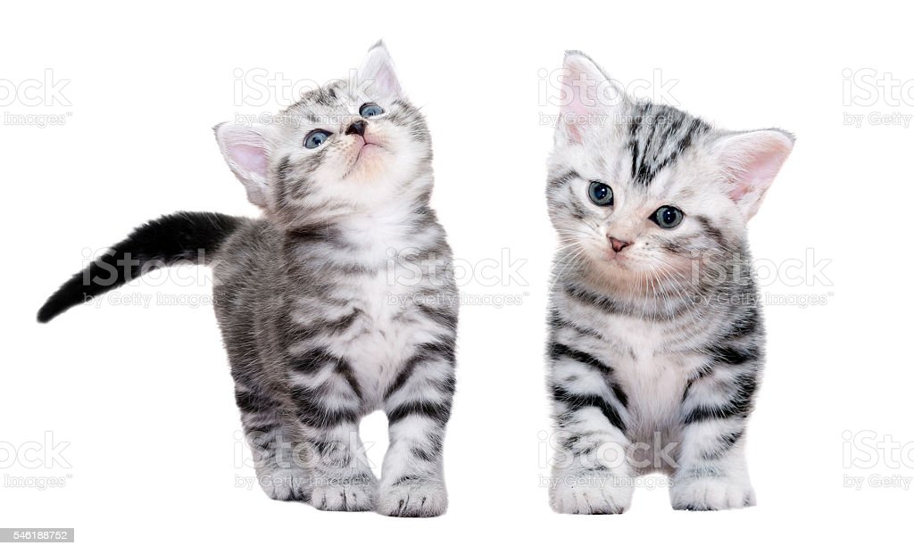 Detail Baground Kucing Nomer 23
