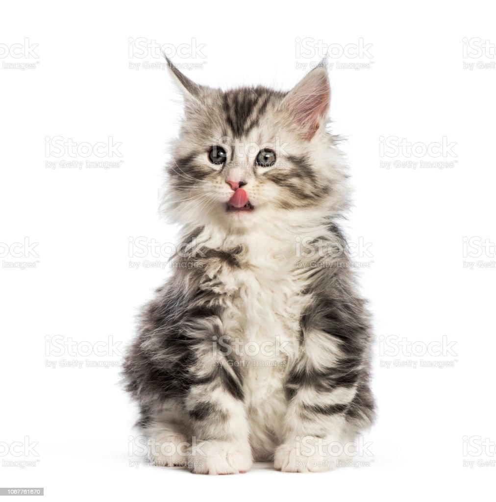 Detail Baground Kucing Nomer 25