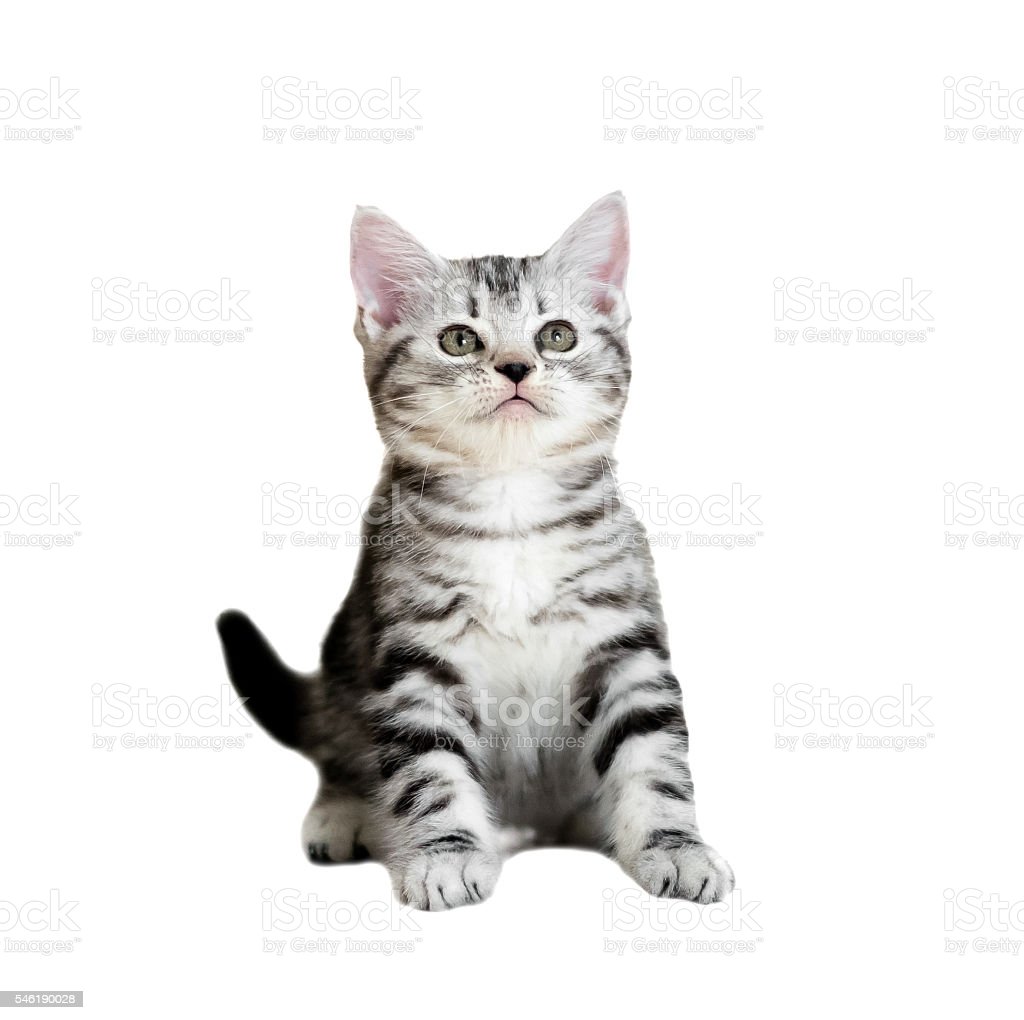 Detail Baground Kucing Nomer 28