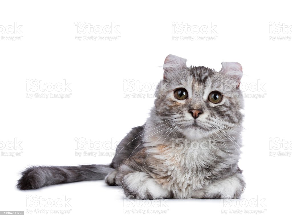 Detail Baground Kucing Nomer 31