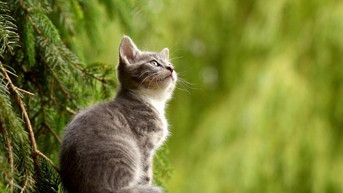 Detail Baground Kucing Nomer 33