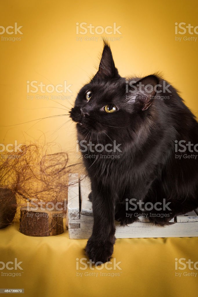 Detail Baground Kucing Nomer 37