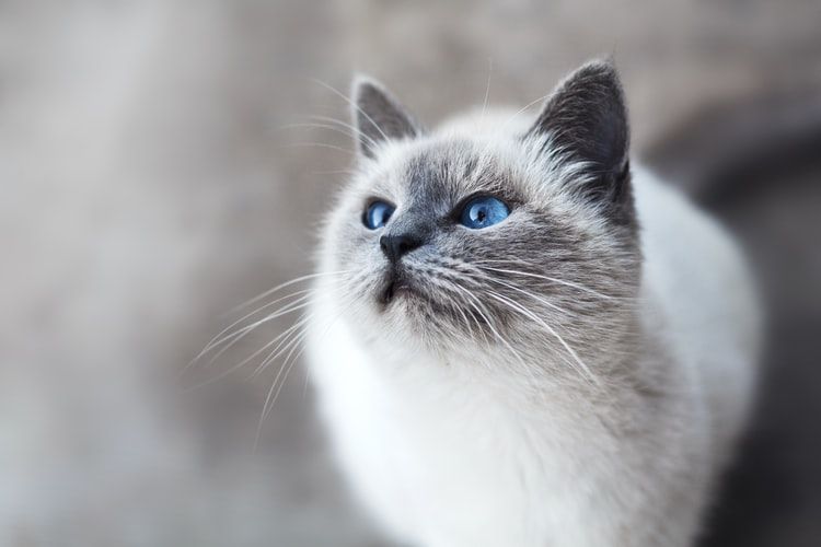 Detail Baground Kucing Nomer 38