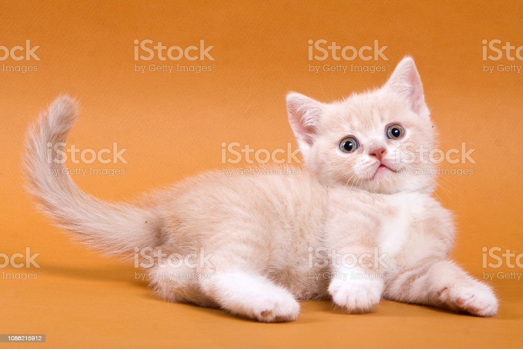 Detail Baground Kucing Nomer 39