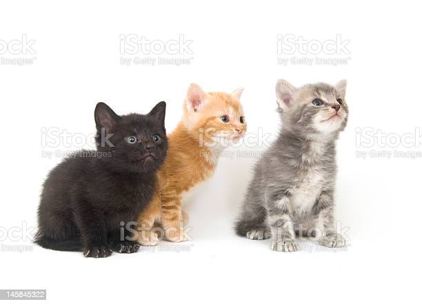 Detail Baground Kucing Nomer 41