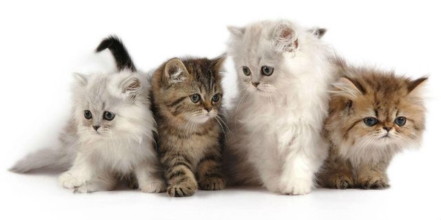 Detail Baground Kucing Nomer 42