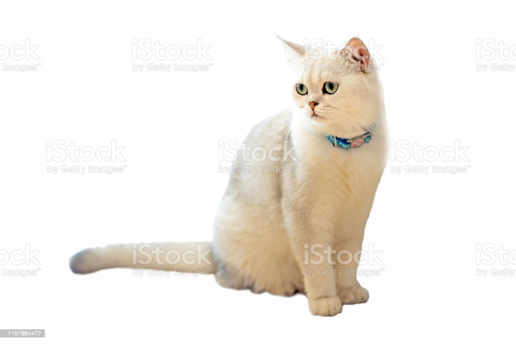 Detail Baground Kucing Nomer 44
