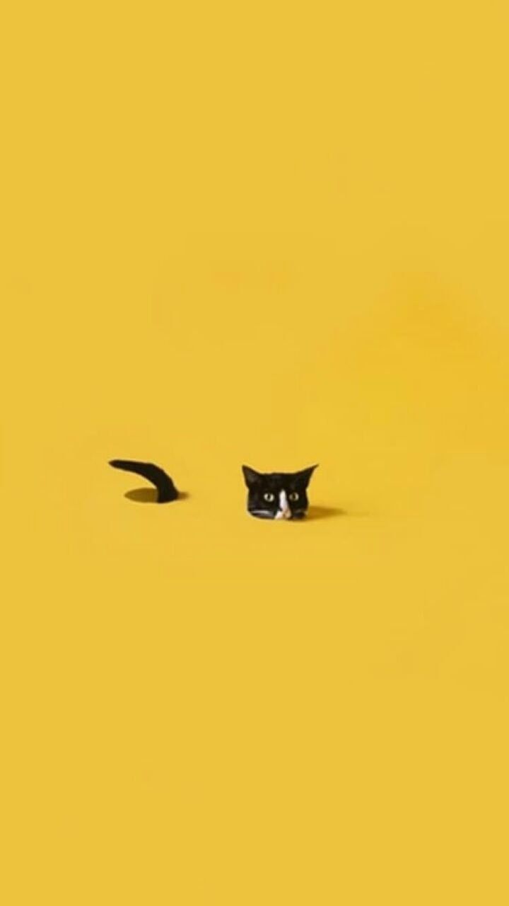 Detail Baground Kucing Nomer 46