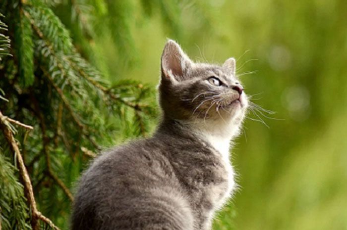 Detail Baground Kucing Nomer 47