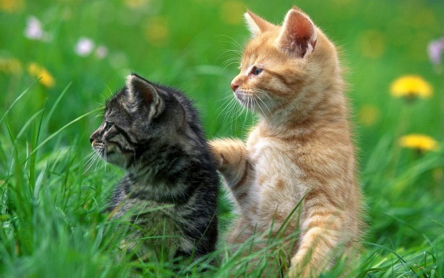 Detail Baground Kucing Nomer 48