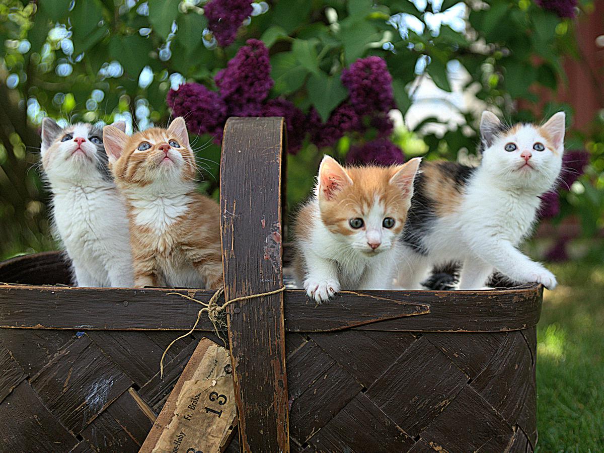 Detail Baground Kucing Nomer 52