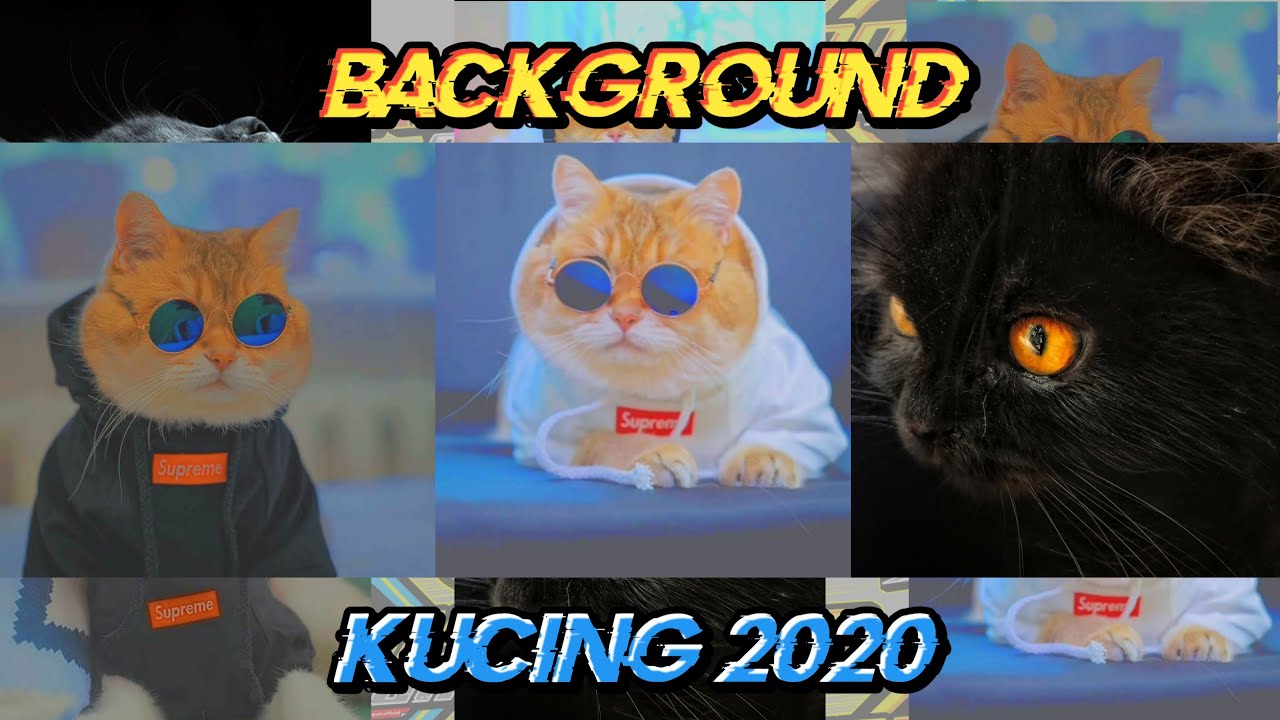 Detail Baground Kucing Nomer 54