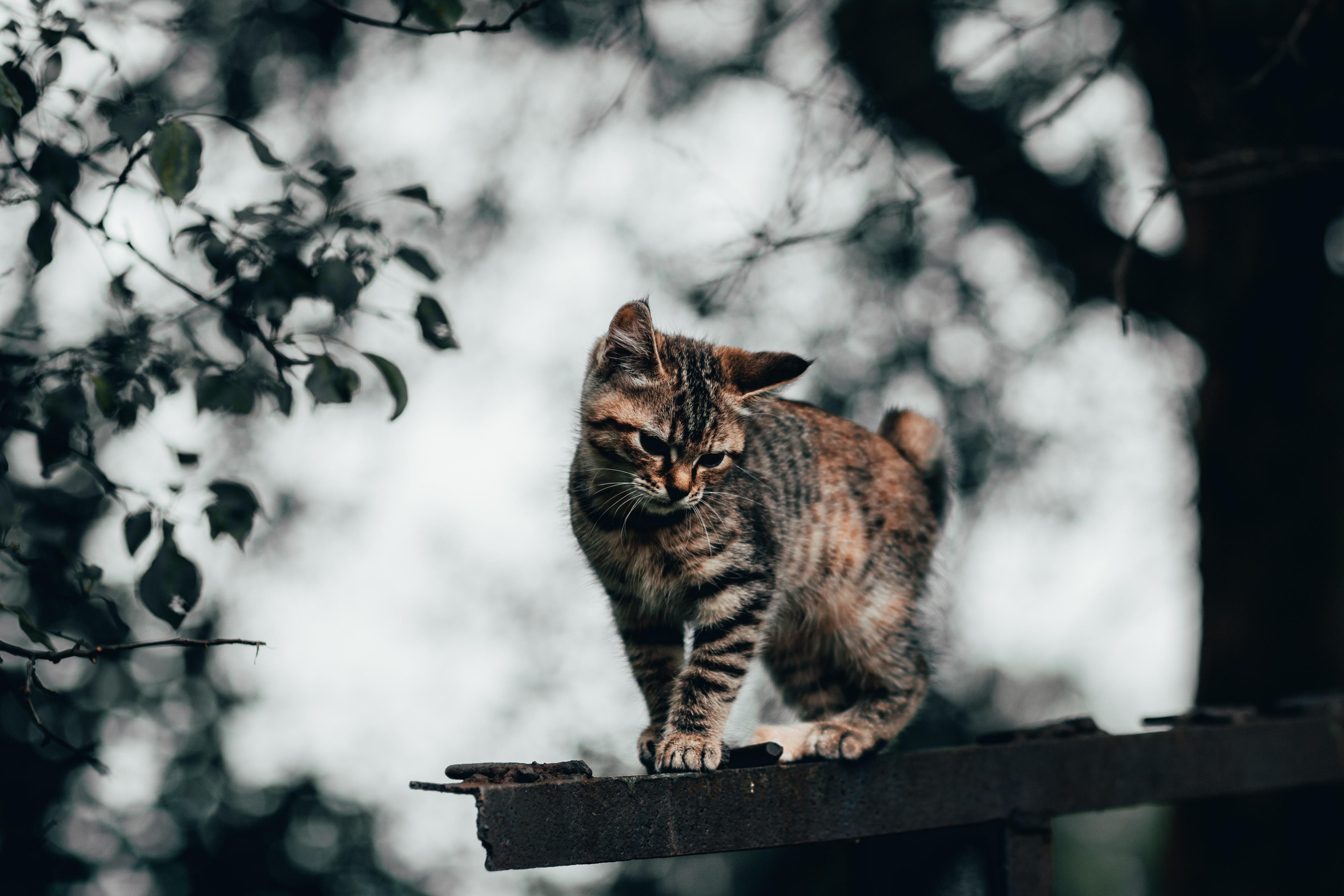 Detail Baground Kucing Nomer 9
