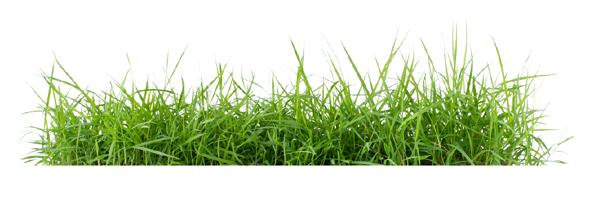 Detail Baground Rumput Png Nomer 20