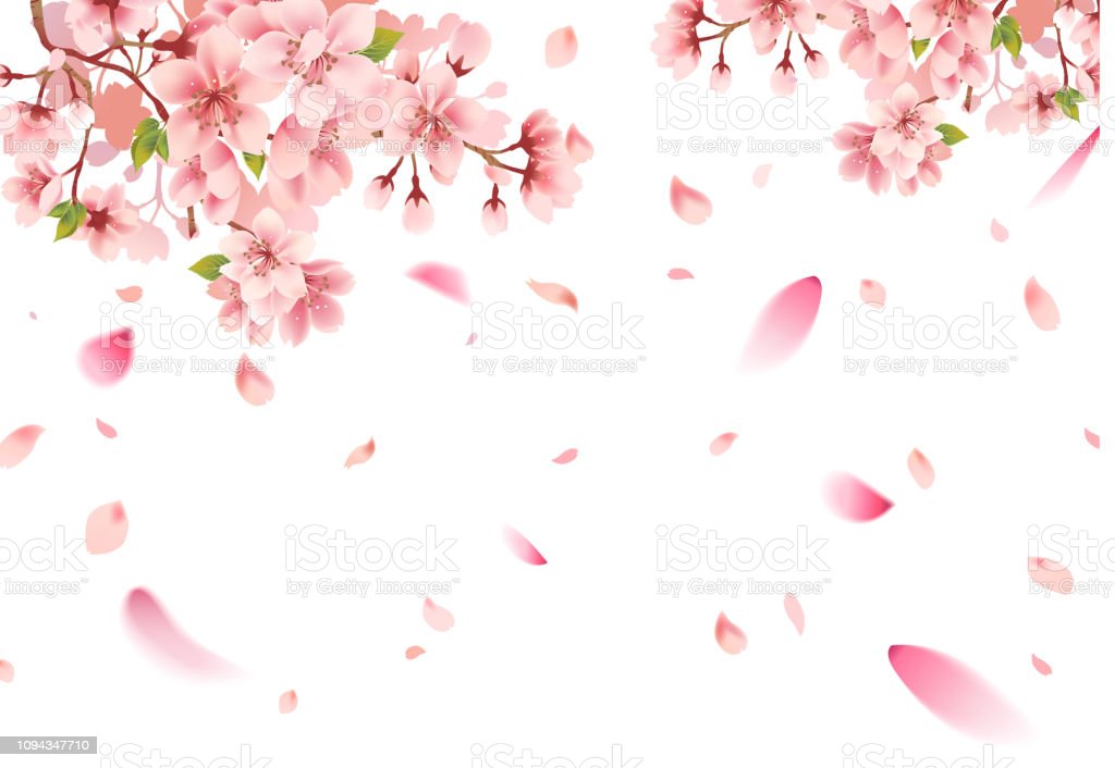 Download Baground Sakura Nomer 7