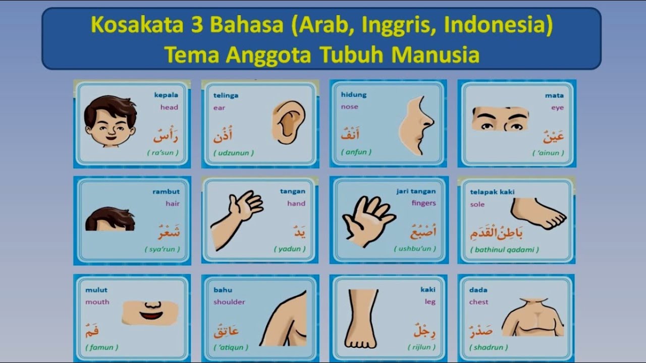 Detail Bahasa Arab Anggota Tubuh Bergambar Nomer 22