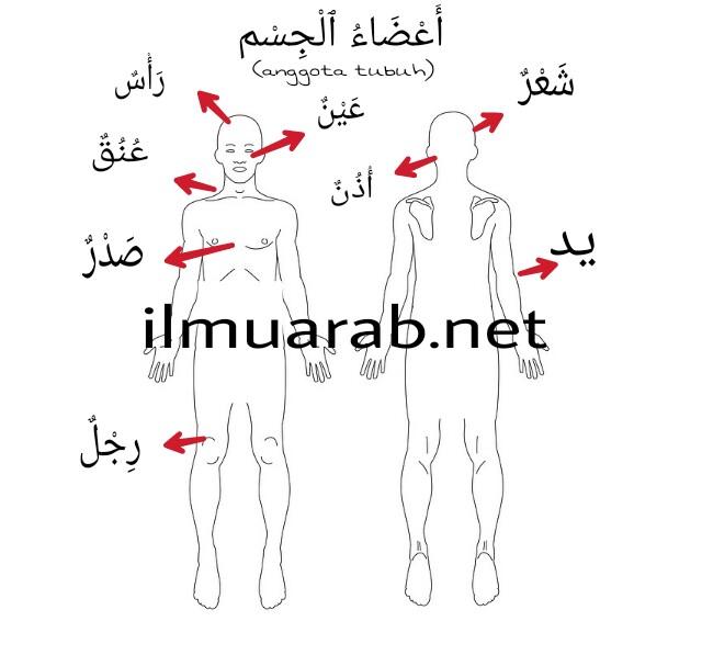Detail Bahasa Arab Anggota Tubuh Bergambar Nomer 44